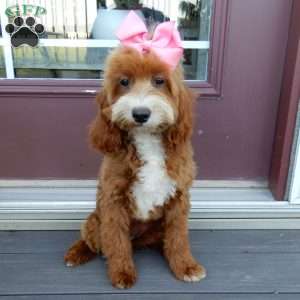 Laci, Cavapoo Puppy